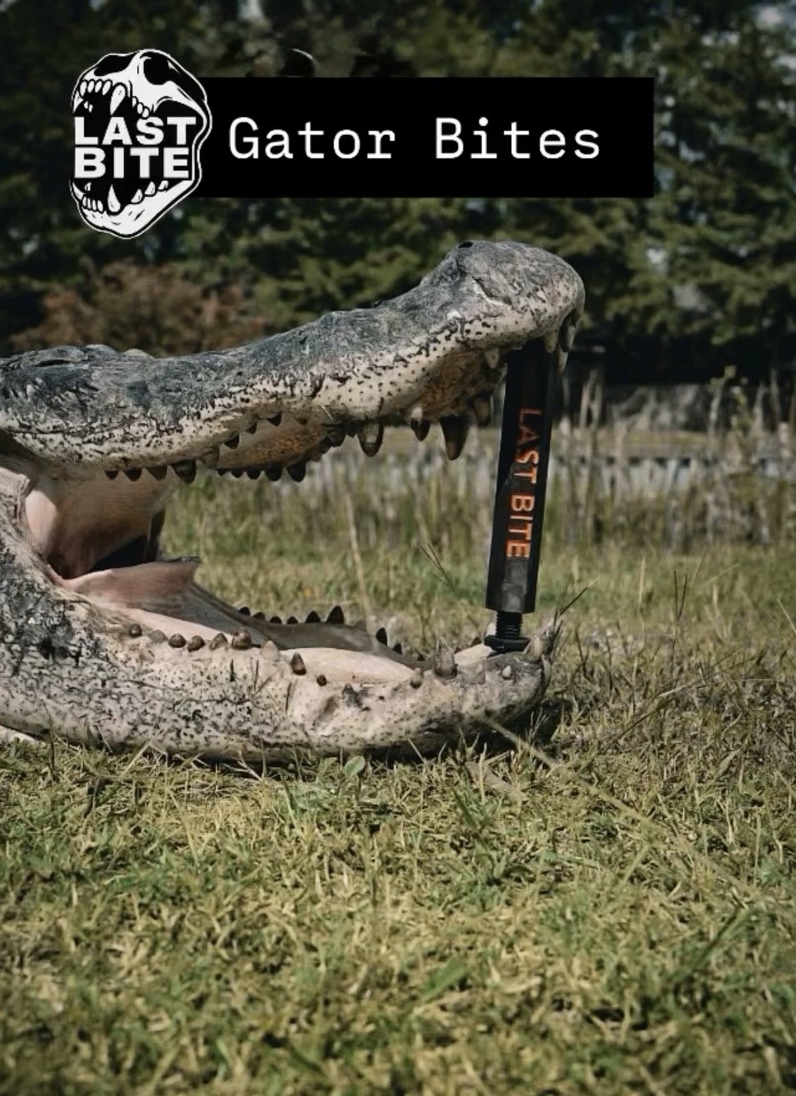 Alligator with Last Bite tool propping jaws open