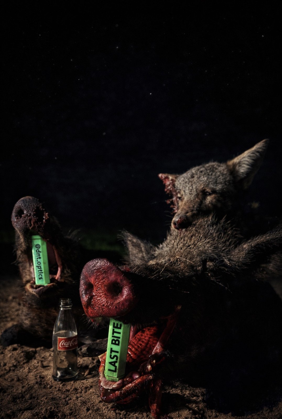 Two wild hogs at night with Malachite Last Bite tools